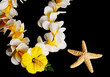Hawaiian Lei and Star Fish Hawaiian Lei and Star Fish