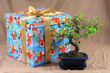 japanese present - bonsai plant and christmas box