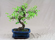 Green bonsai tree groing in blue ceramic pot