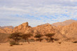 Acacia trees in Sinai, Egypt