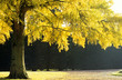 ginkgo biloba