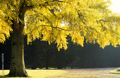 Photo: ginkgo biloba ginkgo biloba