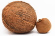 Coco nut and kiwi - little friends