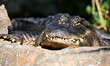Alligator Bascking