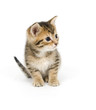 Shy tabby kitten