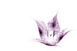 Mauve Tulip Fractal