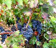 Rotwein Traube Tempranillo 02