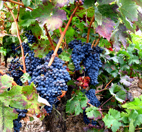Photo: Rotwein Traube Tempranillo 01 Rotwein Traube Tempranillo 01