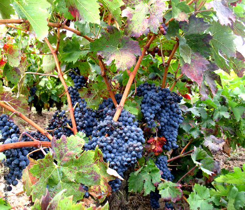 Photo: Rotwein Traube Tempranillo 02 Rotwein Traube Tempranillo 02
