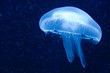 Qualle in Blau Qualle in Blau