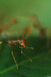 Red tree ant