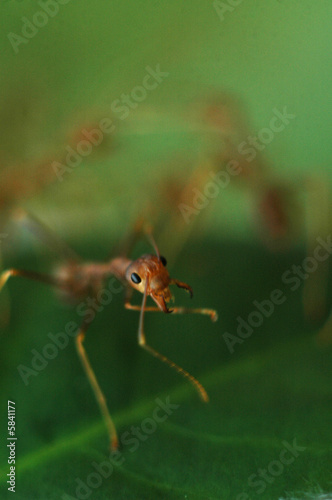 Red tree ant