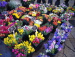 Fleurs du marché