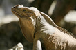 Iguana profile