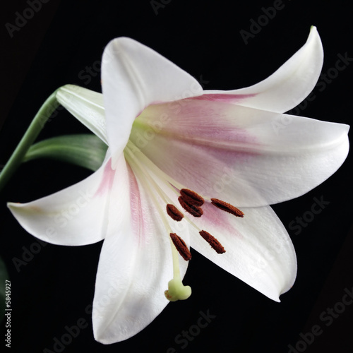 Photo: White Lily White Lily