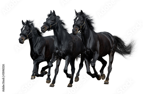 black russian troika - isolated on white