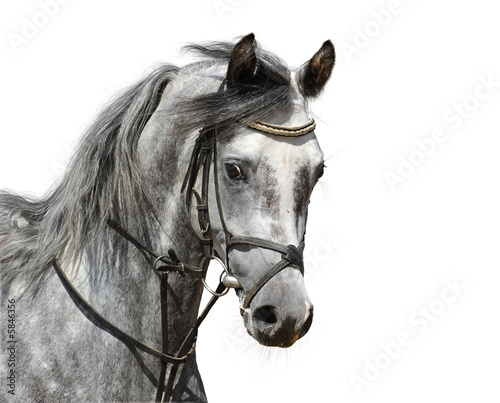 Arabian Horses Wallpaper. Dapple+grey+arabian+horse