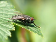 Photo en ligne au meilleur prix Closeup photo of a fly on a green leaf. Focus on the head.