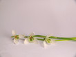 Three snowdrops