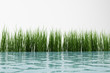 3d model grass and water. made in 3ds max