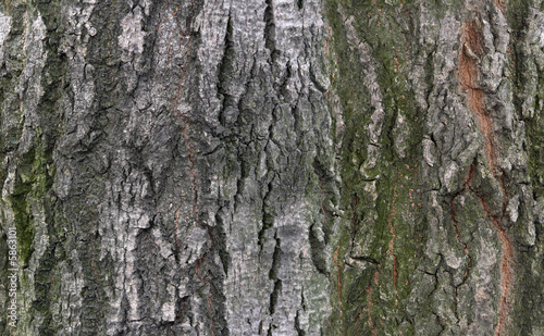Photo: tilable bark texture tilable bark texture