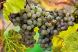 Manseng grapes are grown for Jurancon wine in France.