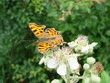 papillon
