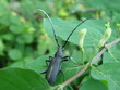 insecte