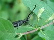 insecte longicorne
