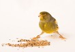 canary bird - male