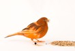 canary bird - female
