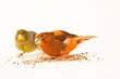 canary birds 
