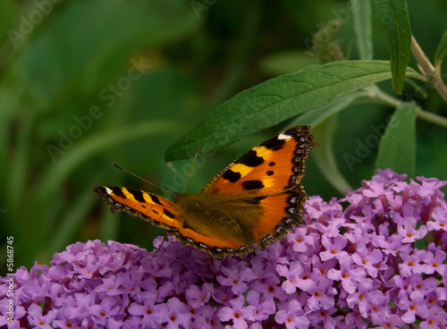 Photo: butterfly butterfly