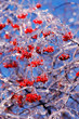Berries covered in ice after winter storm Berries covered in ice after winter storm