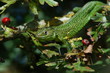 lezard
