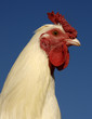 coq