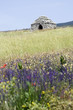 Borie en pierre sèche et lavande sauvage en Provence Borie en pierre sèche et lavande sauvage en Provence
