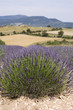 Champs, fleurs de lavande et lavandin en Provence Champs, fleurs de lavande et lavandin en Provence