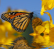 사진:Monarch butterfly Monarch butterfly