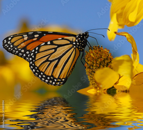 Monarch butterfly Monarch butterfly