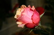 rose2