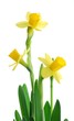 Bunch of yellow spring daffodils against white background Bunch of yellow spring daffodils against white background