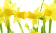 Bunch of yellow spring daffodils against white background Bunch of yellow spring daffodils against white background