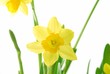 Bunch of yellow spring daffodils against white background Bunch of yellow spring daffodils against white background