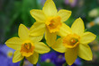 Close-up of several yellow daffodils Close-up of several yellow daffodils
