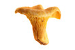 Pilz / Pifferling