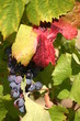 provence mer méditerranée côte d'azur vigne