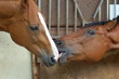 chevaux