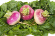 Three turnips on a bed of their greens Three turnips on a bed of their greens