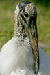 PELICAN PLUCKS FEATHERS
